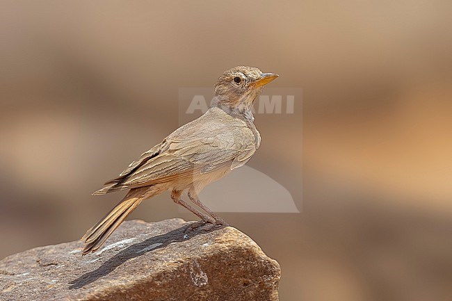 Damergu Desert Lark (Ammomanes deserti geyri) sitting on a rock in North of Atar, Adrar, Mauritania. stock-image by Agami/Vincent Legrand,