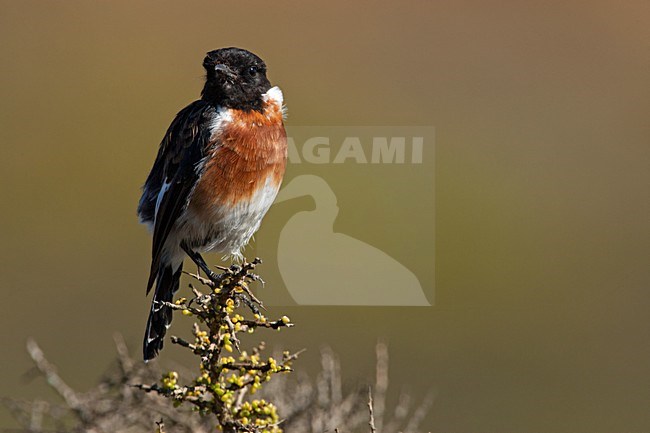 Mannetje Afrikaanse Roodborsttapuit, Male African Stonechat stock-image by Agami/Wil Leurs,