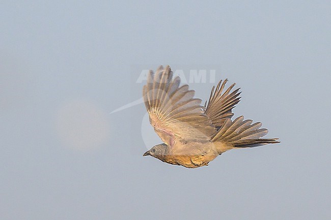 Arabian babbler (Argya squamiceps) in Oman. stock-image by Agami/Sylvain Reyt,