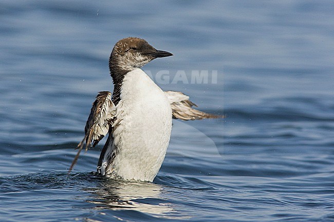 Common Murre (Uria aalge) swimming on the ocean near Victoria, BC, Canada. stock-image by Agami/Glenn Bartley,