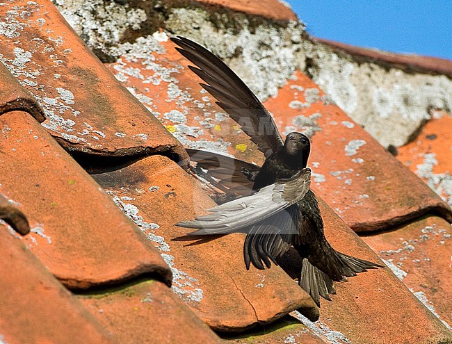 Gierzwaluw zittend op een dak van een huis; Common Swift perched on a rooftop stock-image by Agami/Marc Guyt,