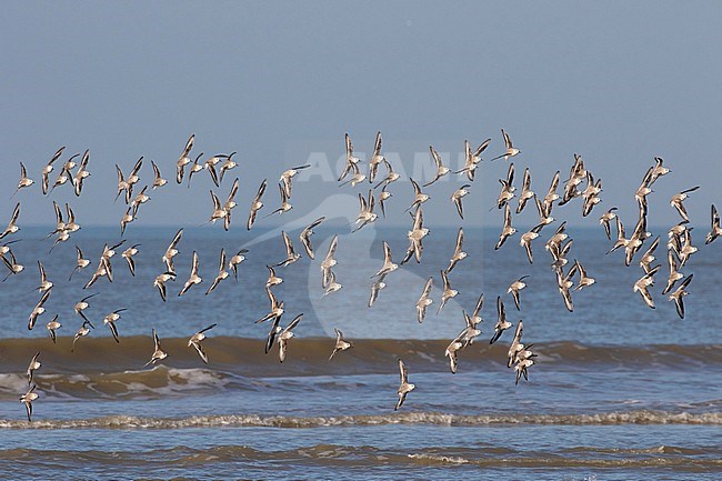 Flock of Sanderlings (Calidris alba) flying along the Dutch North Sea coast near Katwijk aan Zee. stock-image by Agami/Arnold Meijer,