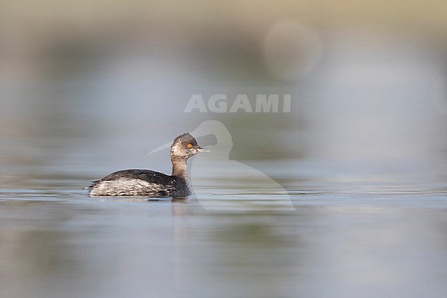 Black-necked Grebe - Schwarzhalstaucher - Podiceps nigricollis ssp. nigricollis, Germany, adult winter stock-image by Agami/Ralph Martin,