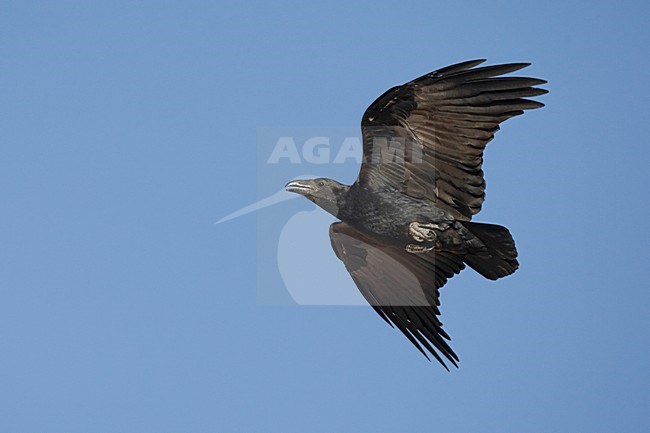 Waaierstaartraaf in de vlucht; Fan-tailed Raven in flight stock-image by Agami/Daniele Occhiato,