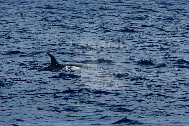 Noordse vinvis, Sei whale stock-image by Agami/Menno van Duijn,