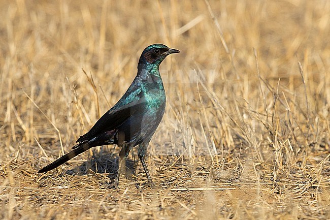 Burchell's Starling (Lamprotornis australis), side view of an adult standing on the ground, Mpumalanga, South Africa stock-image by Agami/Saverio Gatto,