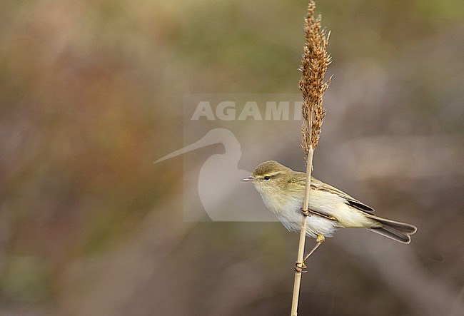 Fitis, Willow Warbler; Phylloscopus trochilus stock-image by Agami/Arie Ouwerkerk,