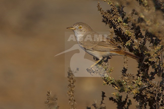 Woestijngrasmus in lage struikjes Asian Desert Warbler is low scrub stock-image by Agami/Daniele Occhiato,