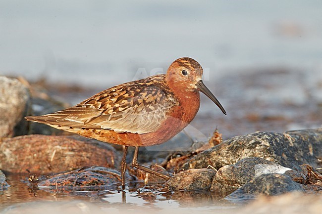 Volwassen Krombekstrandloper in zomerkleed; Adult Curlew Sandpiper in breeding plumage stock-image by Agami/Markus Varesvuo,