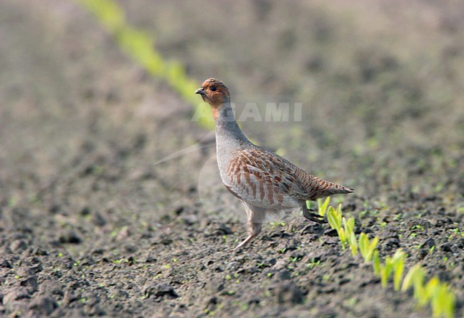 Patrijs in akkerland; Partridge in farmland stock-image by Agami/Ran Schols,