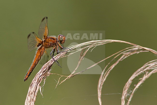 Imago vrouw Bruine korenbout, Adult female Blue Chaser stock-image by Agami/Fazal Sardar,