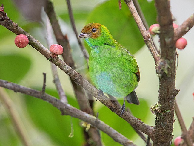 A female Rufous-winged Tanager (Tangara lavinia lavinia) at Anchicaya, Colombia. stock-image by Agami/Tom Friedel,