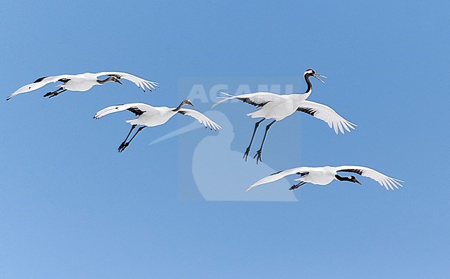 Chinese Kraanvogel vliegend, Red-crowned Crane flying stock-image by Agami/Markus Varesvuo,