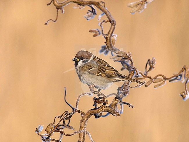 Ringmus op krulhazelaar in de winter; Eurasian Tree Sparrow on curl hazel in winter; stock-image by Agami/Walter Soestbergen,