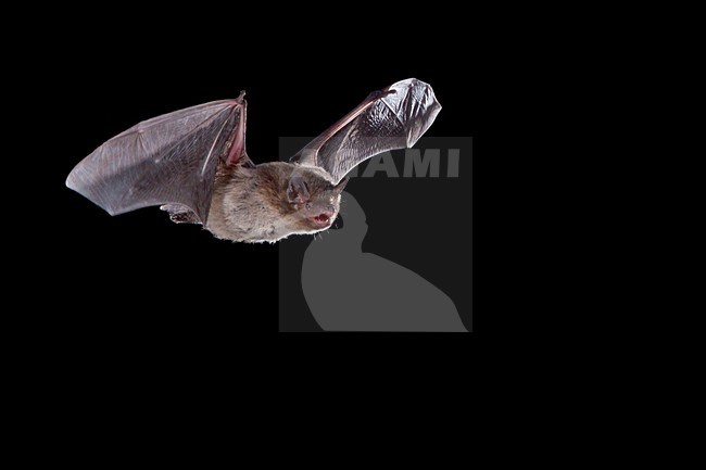 Ruige dwergvleermuis vliegend, Nathusius' pipistrelle flying, stock-image by Agami/Theo Douma,