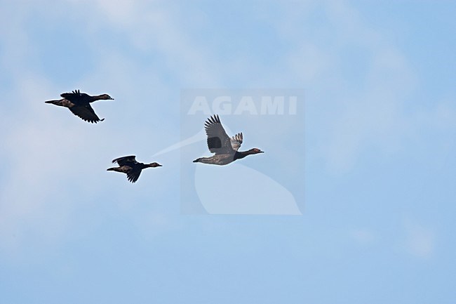 Muskuseenden in vlucht, Muscovy ducks in flight stock-image by Agami/Roy de Haas,