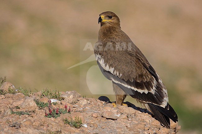 Juveniel Steppearend op de grond; Juvenile Steppe Eagle on the ground stock-image by Agami/Daniele Occhiato,