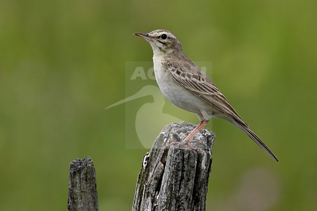 Tawny Pipit perched; Duinpieper zittend stock-image by Agami/Daniele Occhiato,