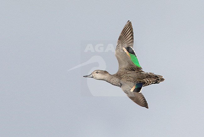 Amerikaanse Wintertaling in vlucht, Green-winged Teal in flight stock-image by Agami/Mike Danzenbaker,