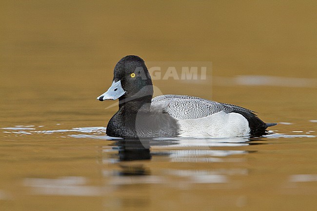 Lesser Scaup (Aythya affinis) swimming on a pond near Victoria, BC, Canada. stock-image by Agami/Glenn Bartley,