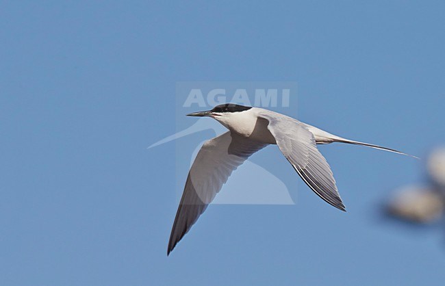 Dougalls Stern in vlucht, Roseate Tern in flight stock-image by Agami/Markus Varesvuo,