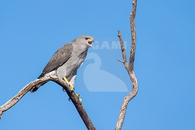 Adult
Pima Co., AZ
April 2024 stock-image by Agami/Brian E Small,