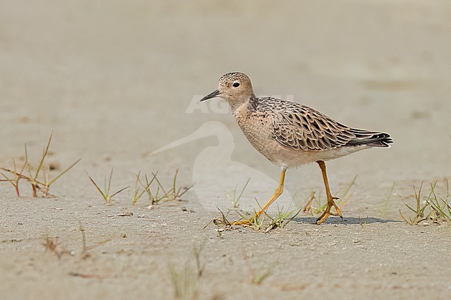 Adult breeding 
Galveston Co., TX
May 2023 stock-image by Agami/Brian E Small,