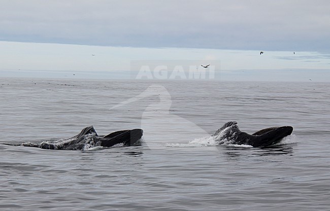 Foeragerende Bultruggen; Foraging Humpback Whales stock-image by Agami/Martijn Verdoes,