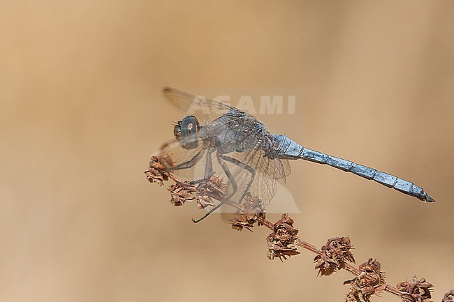 Orthetrum brunneum - Blue Skimmer - Südlicher Blaupfeil, France (Provence), imago stock-image by Agami/Ralph Martin,