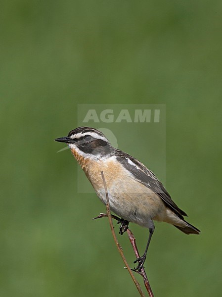 Whinchat male perched; Paapje man zittend stock-image by Agami/Jari Peltomäki,