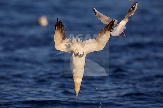 Jan-van-gent duikend naar vis; Northern Gannet diving for fish stock-image by Agami/Daniele Occhiato,