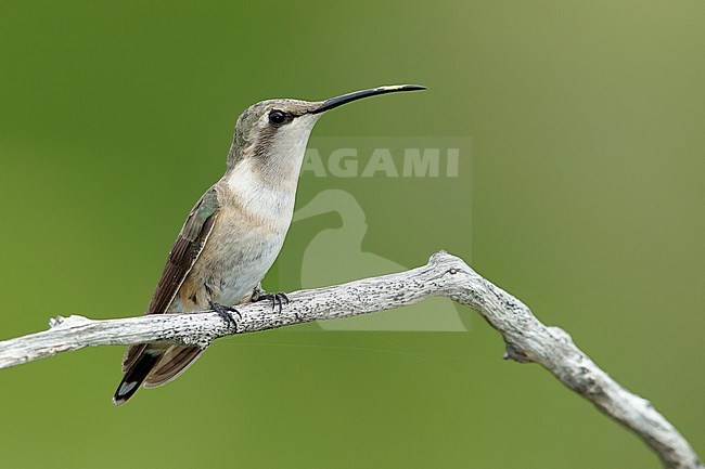 Adult female Lucifer Hummingbird (Calothorax lucifer) perched on a twig in Brewster County, Texas, USA. stock-image by Agami/Brian E Small,