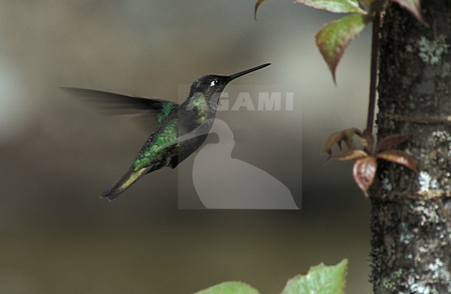 Magnificent Hummingbird hanging in mid-air; Rivoli-kolibrie hangend in de lucht stock-image by Agami/Marc Guyt,