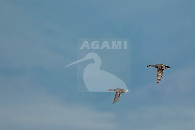 Gadwall - Schnatterente - Anas streperea, Russia (Baikal), pair stock-image by Agami/Ralph Martin,