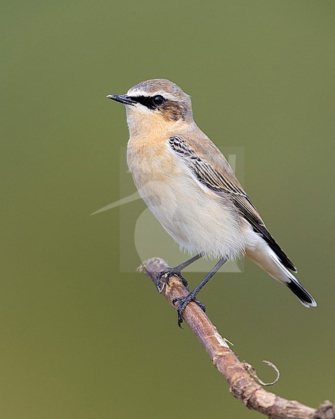 Northern Wheatear (Oenanthe oenanthe), side view of a male in autumn perched on a branch, Campania, Italy stock-image by Agami/Saverio Gatto,