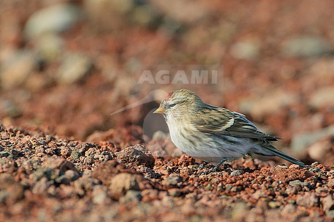 Greenland Mealy Redpoll (Acanthis flammea rostrata ) on the island Corvo in the Azores, Portugal. Vagrant from North America during autumn. stock-image by Agami/David Monticelli,