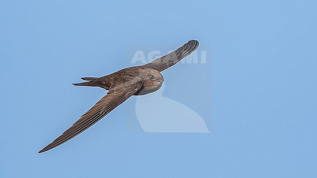 Plain Swift (Apus unicolor) flying over a ridge in mountain, Madeira. stock-image by Agami/Vincent Legrand,