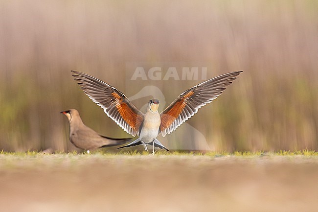 Collared Pratincole, Glareola pratincola, in Italy. stock-image by Agami/Daniele Occhiato,