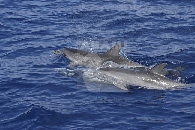 Atlantische Gevlekte Dolfijnen bij Madeira; Atlantic Spotted Dolphins off Madeira stock-image by Agami/Menno van Duijn,