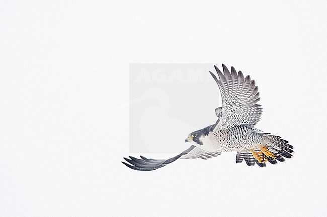 Peregrine (Falco peregrinus, most propbably subspecies anatum) Canada January 2017 stock-image by Agami/Markus Varesvuo,