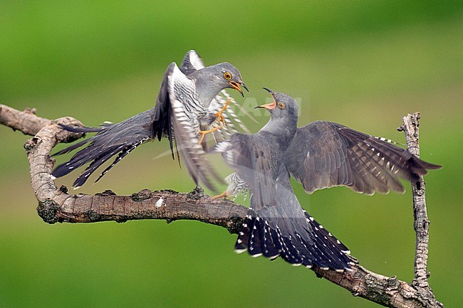Two fighting Common Cuckoo’s (Cuculus canorus) in the top of a tree in Hungary. stock-image by Agami/Bence Mate,