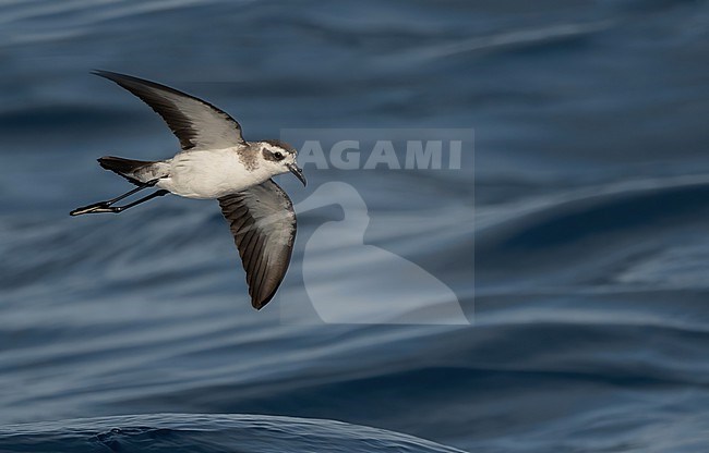 White-faced Storm-petrel  (Pelagodroma marina) at sea near Fogo, Cape Verde Islands stock-image by Agami/Eduard Sangster,