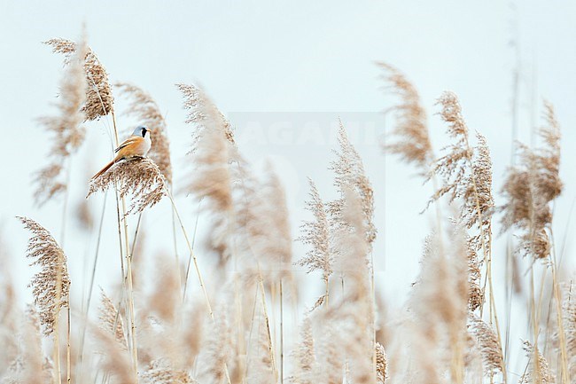 Bearded Reedling - Bartmeise - Panurus biarmicus ssp. biarmicus, Germany, adult male stock-image by Agami/Ralph Martin,