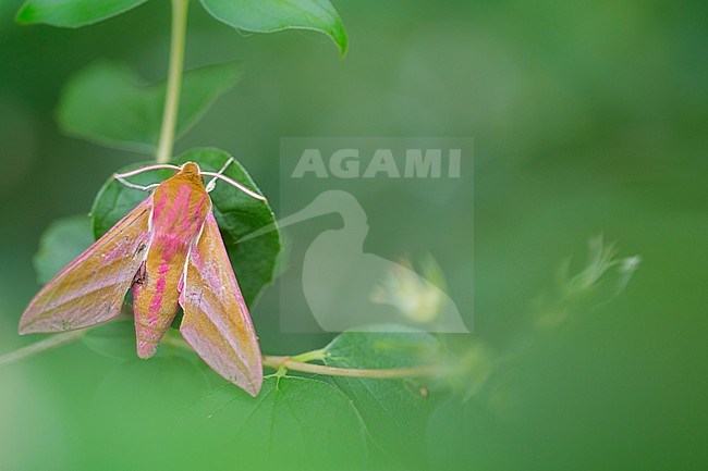 Elephant Hawk-moth, Deilephila elpenor stock-image by Agami/Wil Leurs,