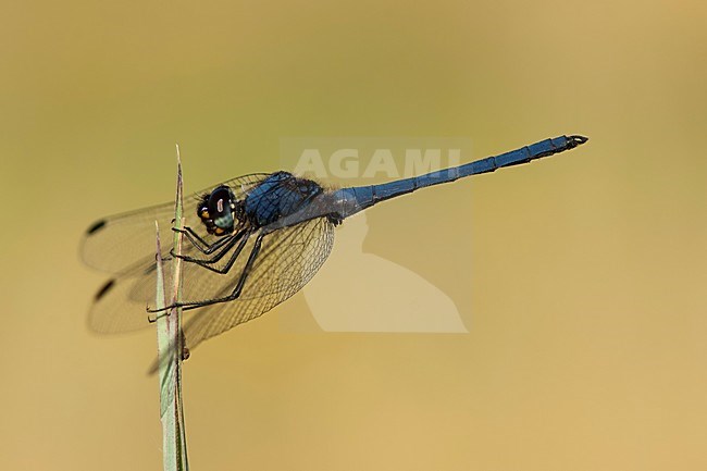 Mannetje Trithemis spec, Male Dropwing spec stock-image by Agami/Wil Leurs,