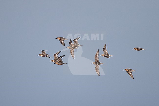 Flock of adult Red Knot (Calidris canutus) on migration at Blåvandshuk, Denmark stock-image by Agami/Helge Sorensen,