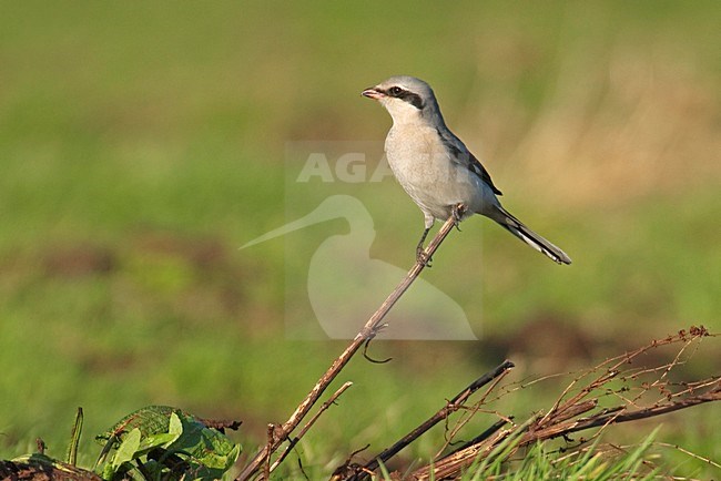 Klapekster in zit; Great Grey Shrike perched stock-image by Agami/Hans Gebuis,