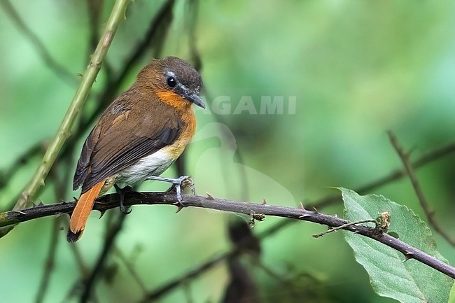 White-bellied Robin-Chat (Cossyphicula roberti) perched on a branch in a montane rainforest in Equatorial Guinea and Bioko. stock-image by Agami/Dubi Shapiro,