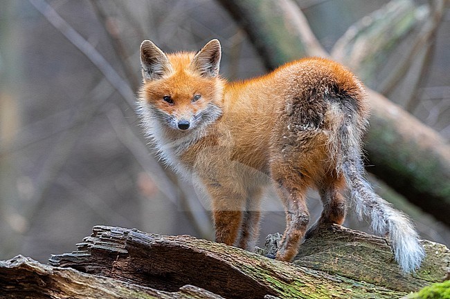 Red Fox (Vulpes vulpes), adult affected by mange standing on an old trunk, Podlachia, Poland stock-image by Agami/Saverio Gatto,
