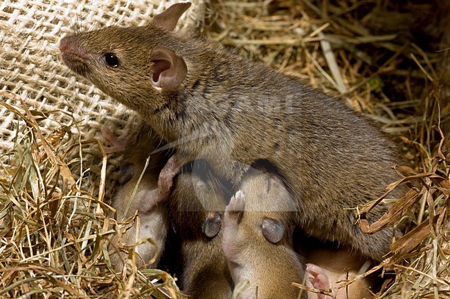 Huismuis met nestje in huis; House Mouse with nest in house stock-image by Agami/Theo Douma,